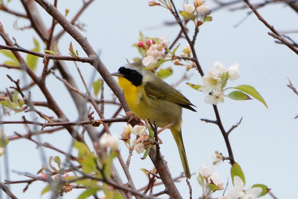 Warbler, Common Yellowthroat, 2016-05139195 Parker River NWR, MA.JPG - Common Yellowthroat. Parker River National Wildlife Refuuge, MA, 5-13-2016